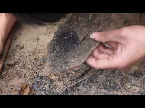 20 % Days % Survival % And % Build % In % The % Rain Forest   Full Video