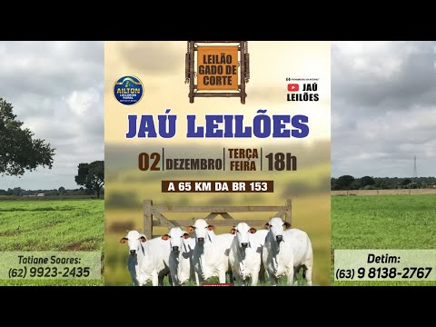 LEILÃO GADO DE CORTE  - JAU LEILÕES  - JAU DO TOCANTINS  -02/ 12/ 2025
