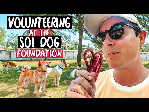 I Volunteered At The SOI DOG FOUNDATION In Thailand 🇹🇭 (AMAZING)