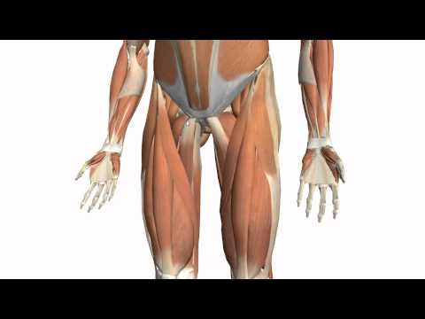 Muscles of the Thigh Part 2 - Medial Compartment - Anatomy Tutorial