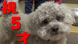 ５歳になり貫禄がついてきたペコ君、ケーキ爆食！
