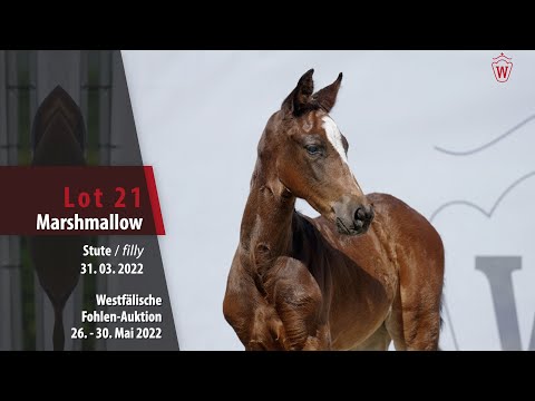 Fohlen-Auktion 26. - 30. Mai Lot 21 Marshmallow Stute v. Majestic Taonga - Diatano