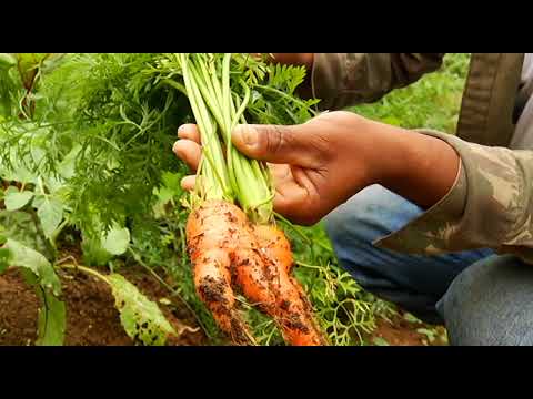 Coronel Pacheco - Agrofloresta na Fazenda Triqueda