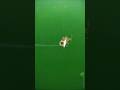 Video Thumbnail for Walleye.. #shorts #walleyefishing #underwater #fishing