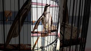 Download lagu burung trucukan kebo jawa timur memang menggoda mp3