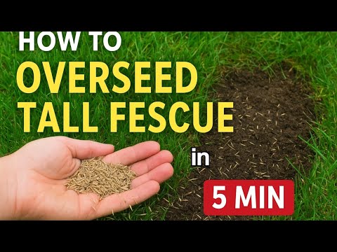 5 Basic Steps For Overseeding Your Tall Fescue Lawn (under 5 min)