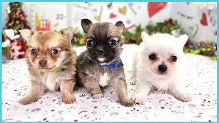 ペットショップCOO&RIKU No00703805(チワワ（ロングコート）)