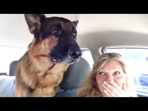 Berger allemand chien réalise soudainement qu'il est chez le vétérinaire🤣 drôle de réaction du chien.