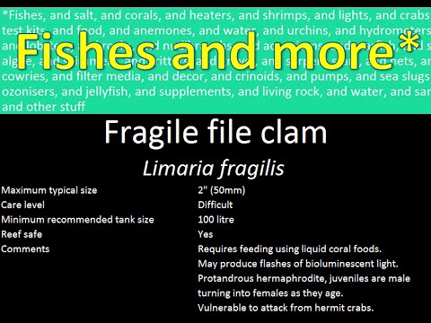 Fragile file clam (Limaria fragilis)