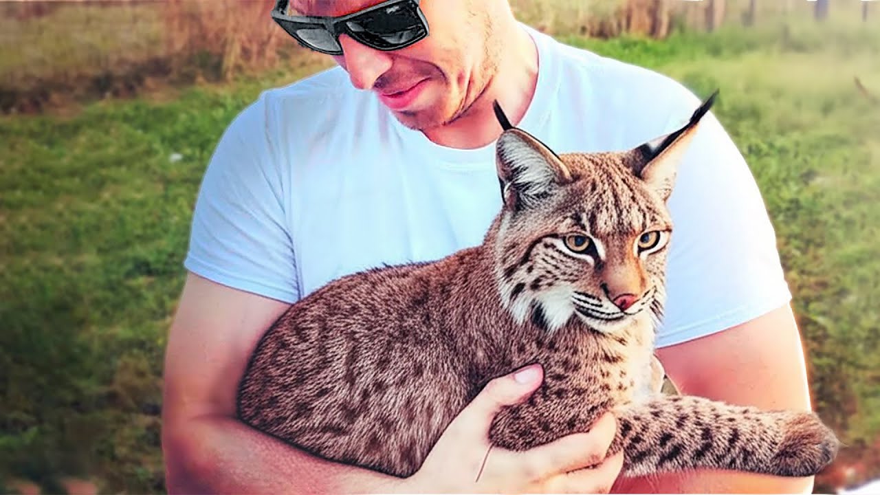 This Bobcat Feels Like a Child Every Time He Sees His Owner!