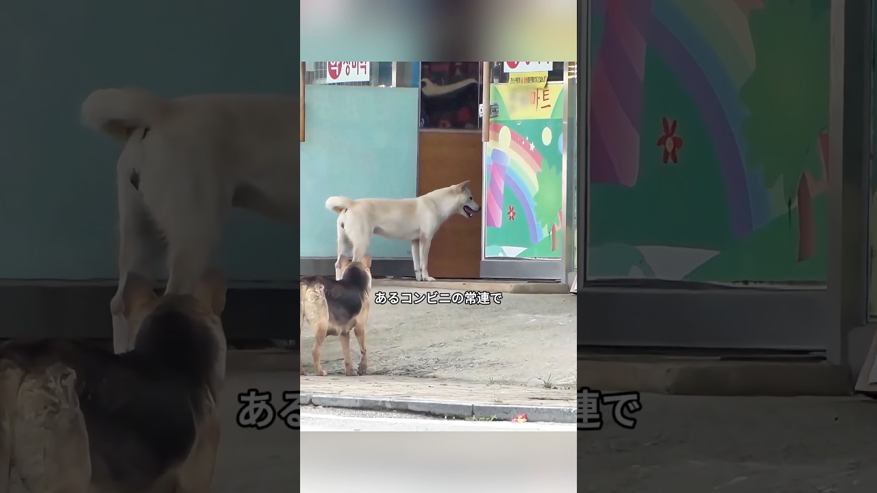 野良犬の母は手に入れた食べ物をすべてくわえて持ち去る。その理由は、すべて子どもたちに与えるためだった。#shorts