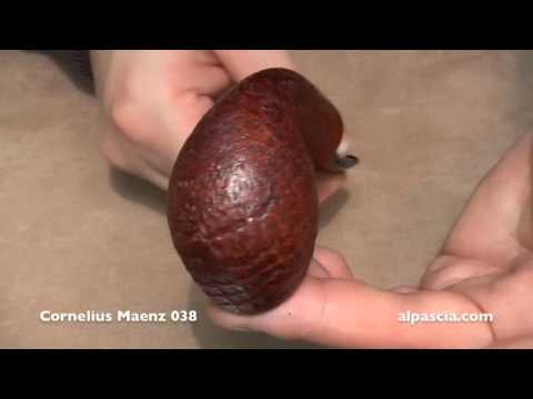 pipa Cornelius Maenz 038 - smoking pipe