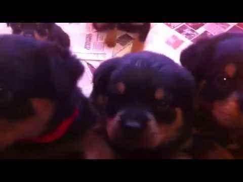 Dailyn x Jero mar 2011 pups