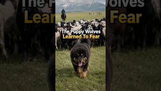 The Puppy Wolves Learned To Fear#MongolianMastiff #Sheep #Wolves