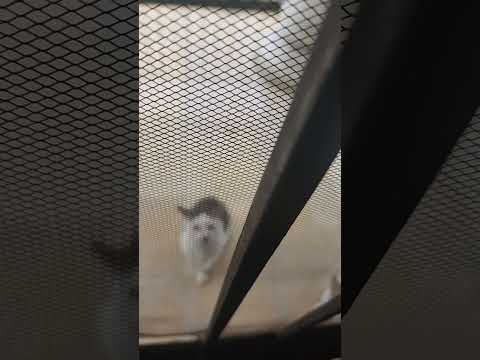 Outside CaT,i'm Told go,and Told Indonesia Language " Ga Mau "🤩😻#subscribe #shorts#like#cat  #share