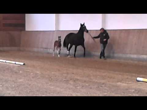 Hengstfohlen von Callaho`s Benicio-Florencio-De Niro