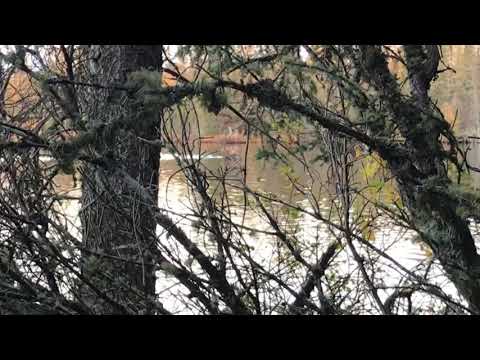BULL MOOSE called in Grunts while swimming across lake