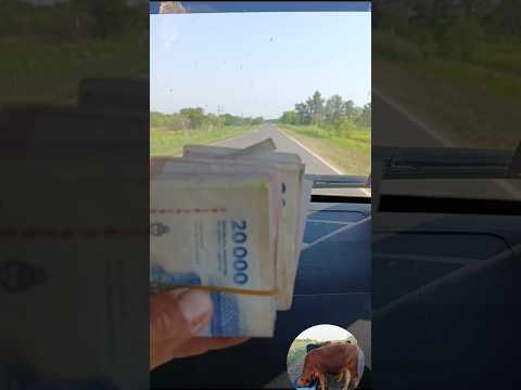 Gaste 1.3 Millón  En Balanceado_ Yendo a buscar para los 28 terneros