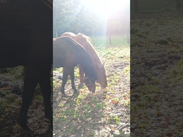 Jument Arabe de couleur Bai