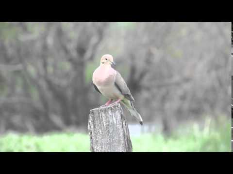 Mourning Dove call
