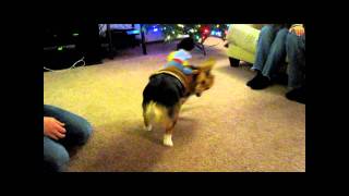 Corgi Rodeo Corgi Rodeo Is Just About The Cutest Thing On The Planet