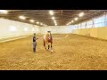 Horse Kick Sends Girl Flying: Shocking Moment Caught on Camera || WooGlobe