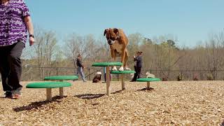 BarkPark™ Stepping Paws video thumbnail 1