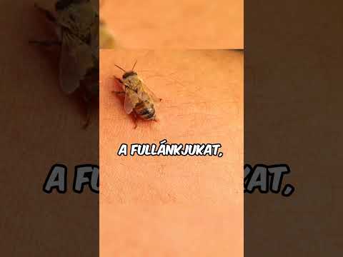 Mit csinálj ha megcsíp egy méh? #animals #érdekességek #magyar