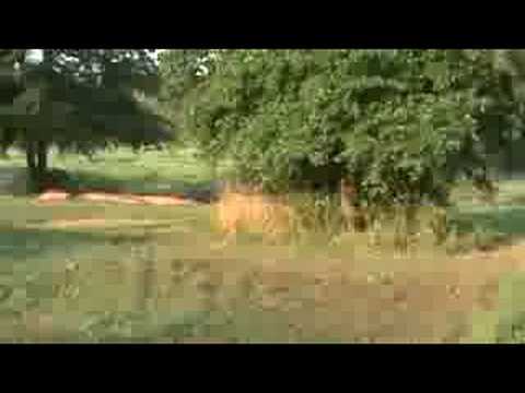 zach collier on pitbike