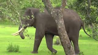 preview picture of video 'A single Tusker @ Mudumalai'