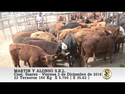02-12-16 Venta de Invernada - Martin y Alonso S.R.L. - Coronel Suarez.