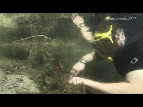 EUROPAS WILDE FLÜSSE (Trailer 03)