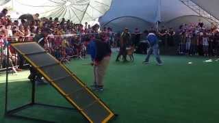 preview picture of video 'Exposición de Adiestramiento Canino del Ejercito Mexicano en Expo Guadalupe'