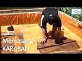 Pada Benih Ikan Hias Kakaban Berfungsi Sebagai
