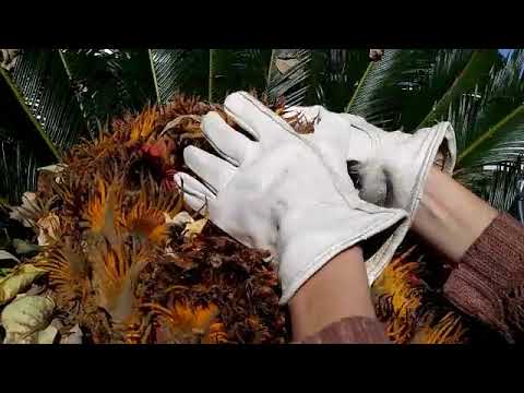 image-What is growing out of my sago palm?