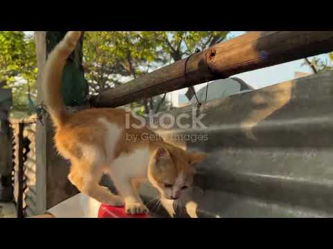 Cat vs. Dog Obstacle Challenge.part2 #catshorts #funny