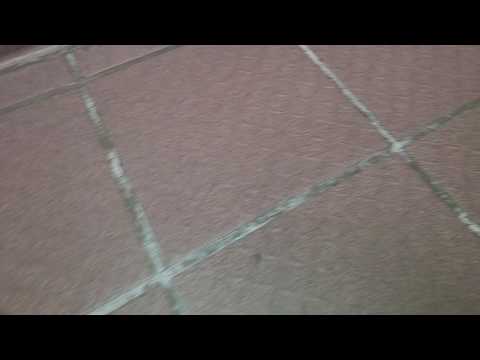 Flies or Termites in Millstone Township, NJ