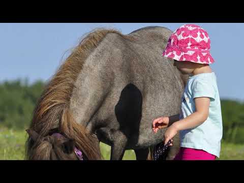 Ponyterapie - kontaktní terapie pomocí koně pro každého