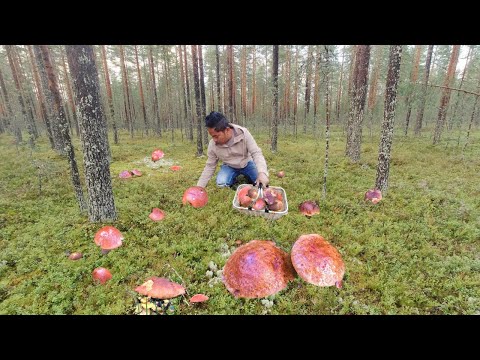 ANG DAMING KABUTE!!! JACKPOT!! AFTER ULAN!  FORAGING WILD MUSHROOMS! FUNGHI PORCINI PICKING!