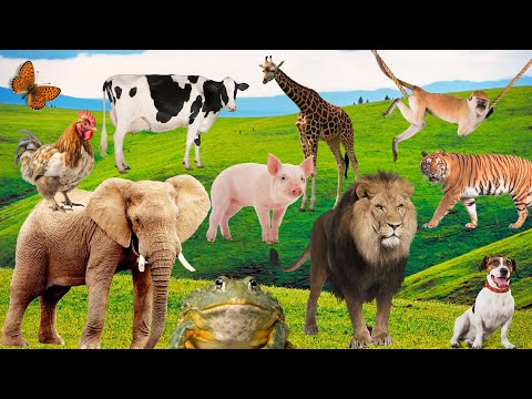 100 Animais para Crianças 🔍 | Conhecendo 100 animais reais 🦁🐘🐠