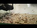 ゴマハゼ Aquarium Breeding Sesame Goby