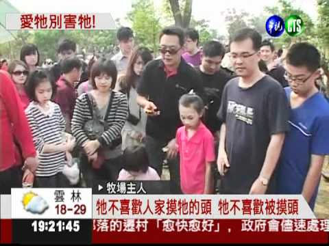 將休園整修 遊客擠爆草泥馬牧場