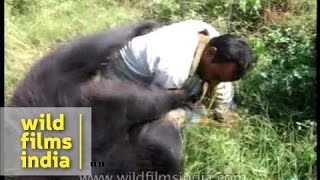 Tame sloth bear overpowers its handler in Assam