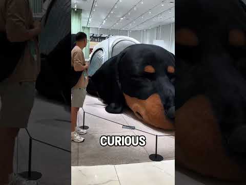 Huge Dog Guards Mall