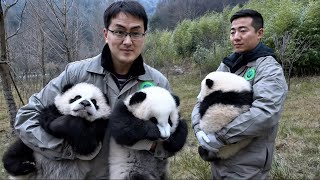 How to “Own” a Baby Panda | Money Isn’t Enough