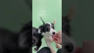 Video preview image #1 Chihuahua-Unknown Mix Puppy For Sale in phoenix, AZ, USA