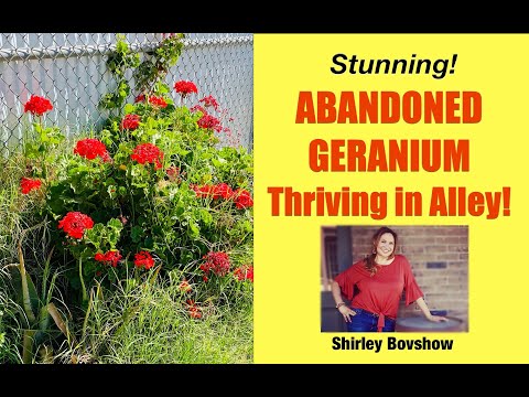 , title : 'GERANIUM PLANT: Abandoned Zonal Geranium THRIVES in Alley with No Care! (#shorts) Shirley Bovshow'
