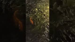 Download lagu Banyak ikan di kolam #celanapendek #ikan mp3 Download lagu Banyak ikan di kolam #celanapendek #ikan mp3