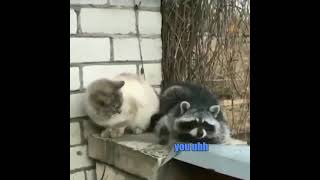 You Got The Stuff? ?? Funny Talking Animals in Tik Tok KLR Dubs #Shorts #TalkingAnimals #KLRDubs