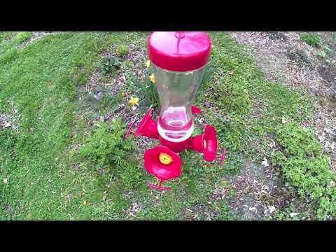 Feeder Cam - Hummingbird